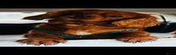 Cavalier King Charles Spaniel dogs for sale: Beautiful cavalier puppies  - Advert 5