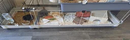 Guinea Pig rodents for sale: 2 male guinea pigs in Loughborough - Advert 3