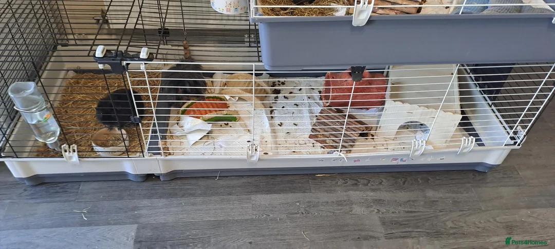 Guinea Pig rodents for sale: 2 male guinea pigs in Loughborough - Advert 3