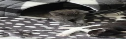 Russian Blue cats for sale: Baby kittens in Newcastle - Advert 9