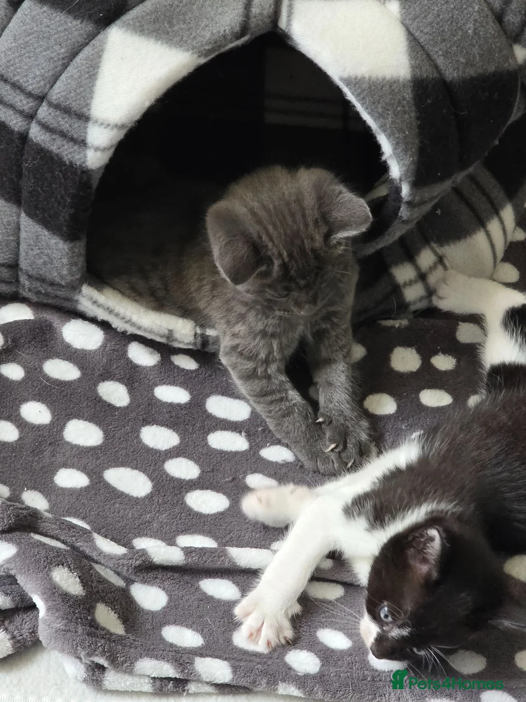 Russian Blue cats for sale: Baby kittens in Newcastle - Advert 9