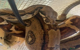 Boa Snake reptiles for sale: Dakota, 6ft female boa constrictor - Advert 5