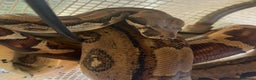 Boa Snake reptiles for sale: 6FT Boa + Setup for rehome - Advert 10