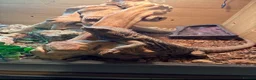 Bearded Dragon reptiles for sale: Rocket the bearded dragon😁 - Advert 5