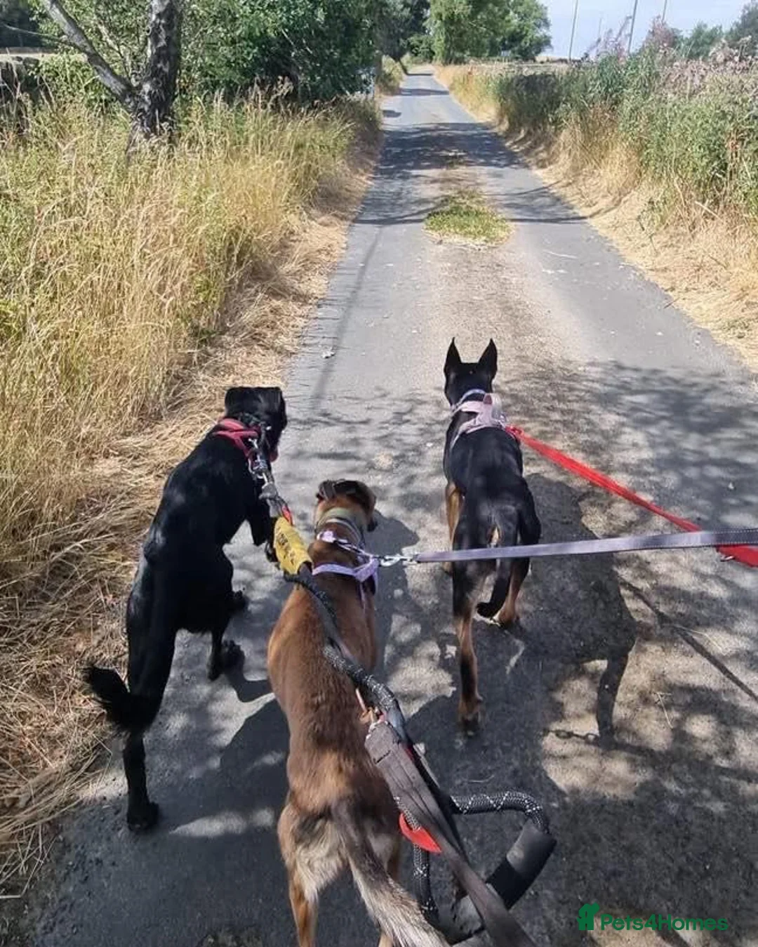 Mixed Breed dogs for adoption: Maple, crossbreed for adoption  - Advert 5