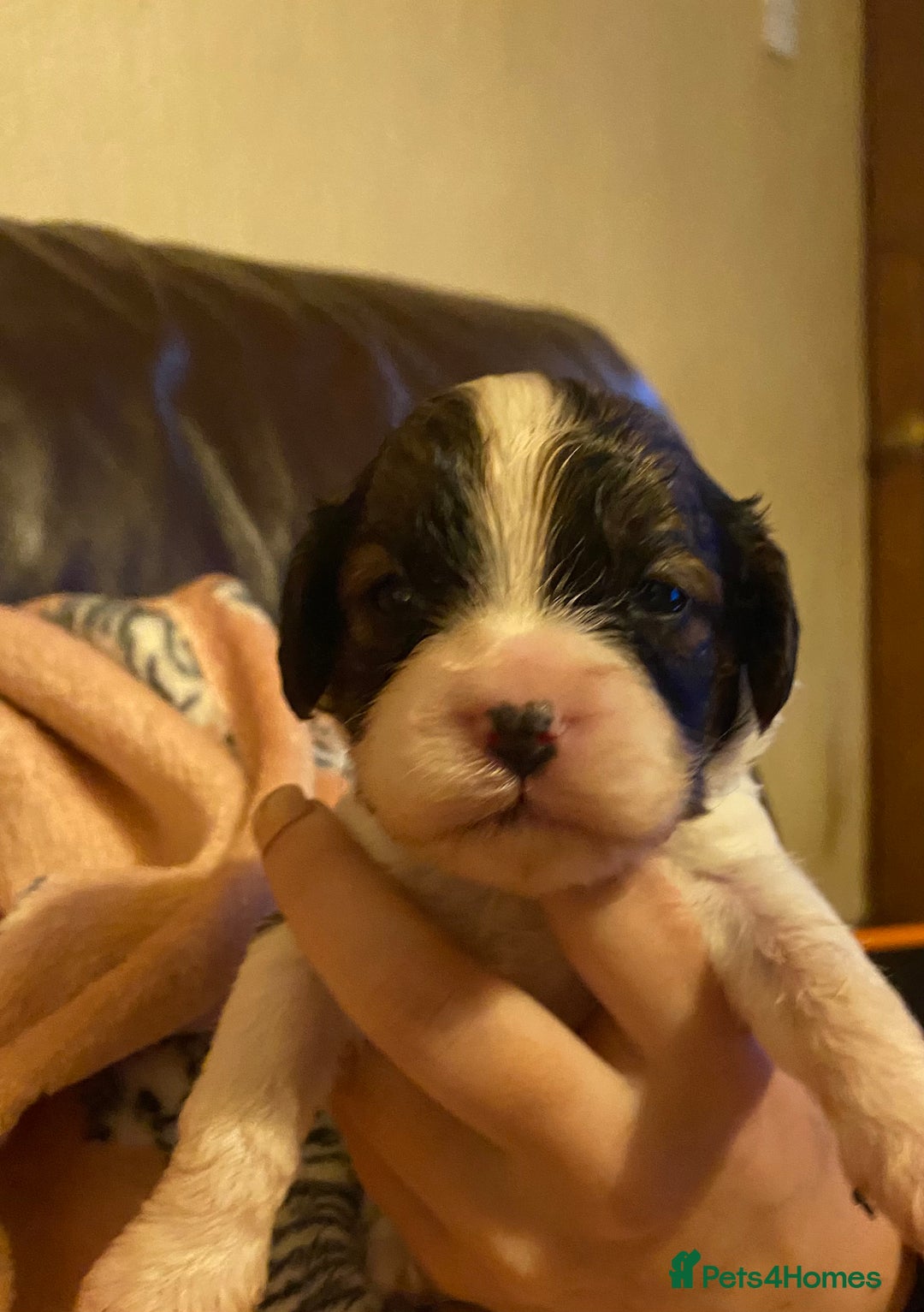 Toy Poodle dogs for stud: Stunning Sable Phantom Parti Toy Stud, DNA Tested in Market Drayton - Image 14