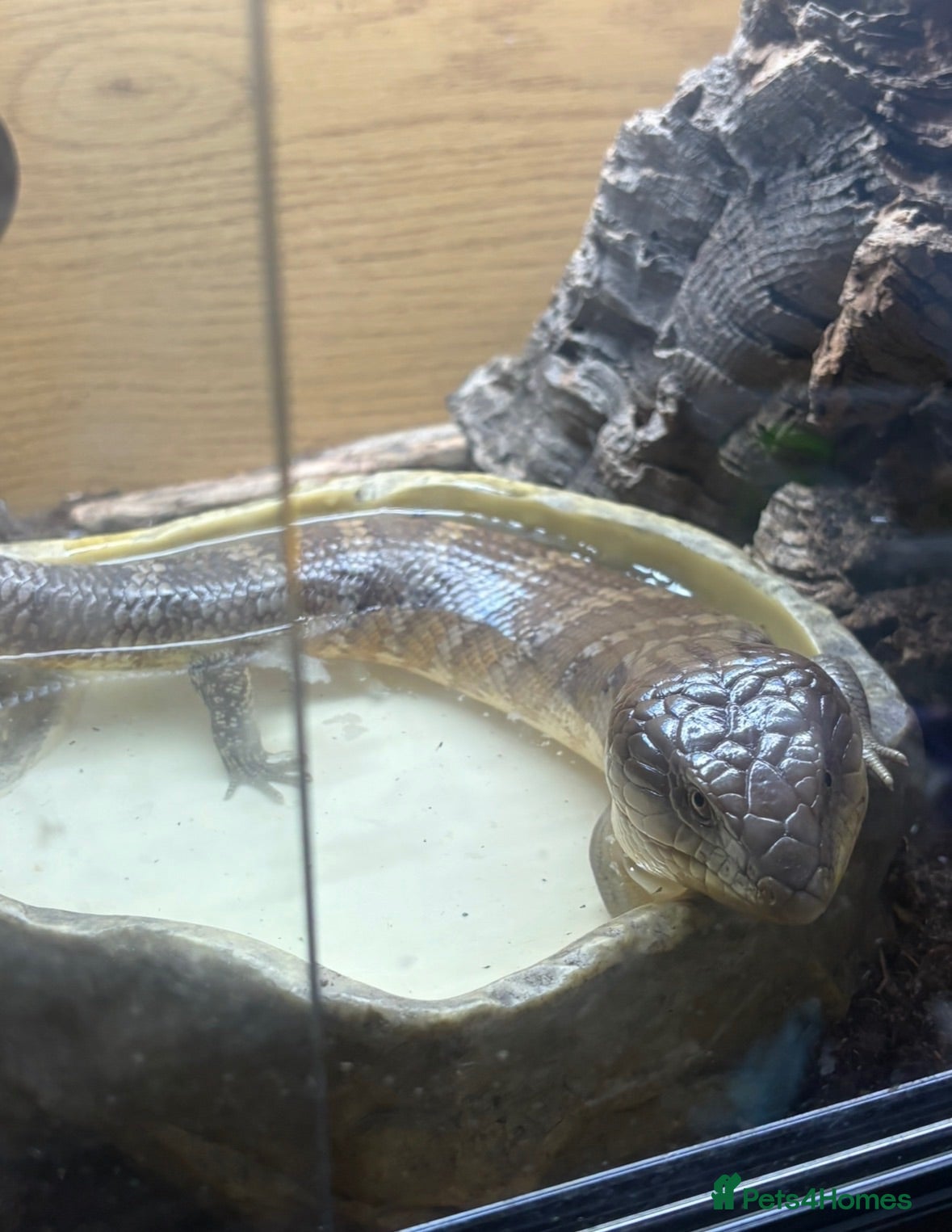 Skink reptiles Northern Blue Tongue Skink 6 Months Old Male - Advert 10