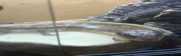 Skink reptiles for sale: Northern Blue Tongue Skink 6 Months Old Male in Wallsend - Advert 1