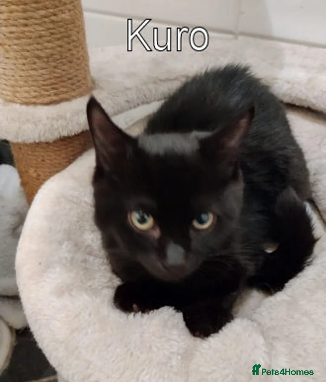 Mixed Breed cats for adoption: ARGENT AND kURO - Advert 2