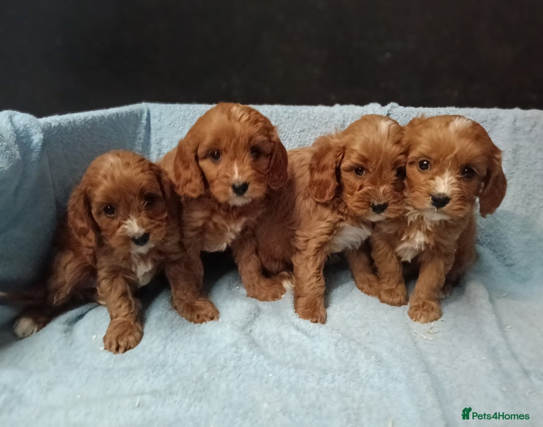 Cavapoo dogs for sale: Cute Cavapoo Puppies. DAD PRA tested! - Advert 2