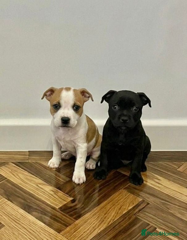 Staffordshire Bull Terrier dogs Staffordshire Puppies  - Advert 3