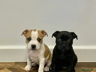 Staffordshire Bull Terrier dogs Staffordshire Puppies - Advert 3