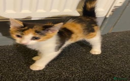 Mixed Breed cats for sale: 10 weeks old kittens ready to leave  - Image 21