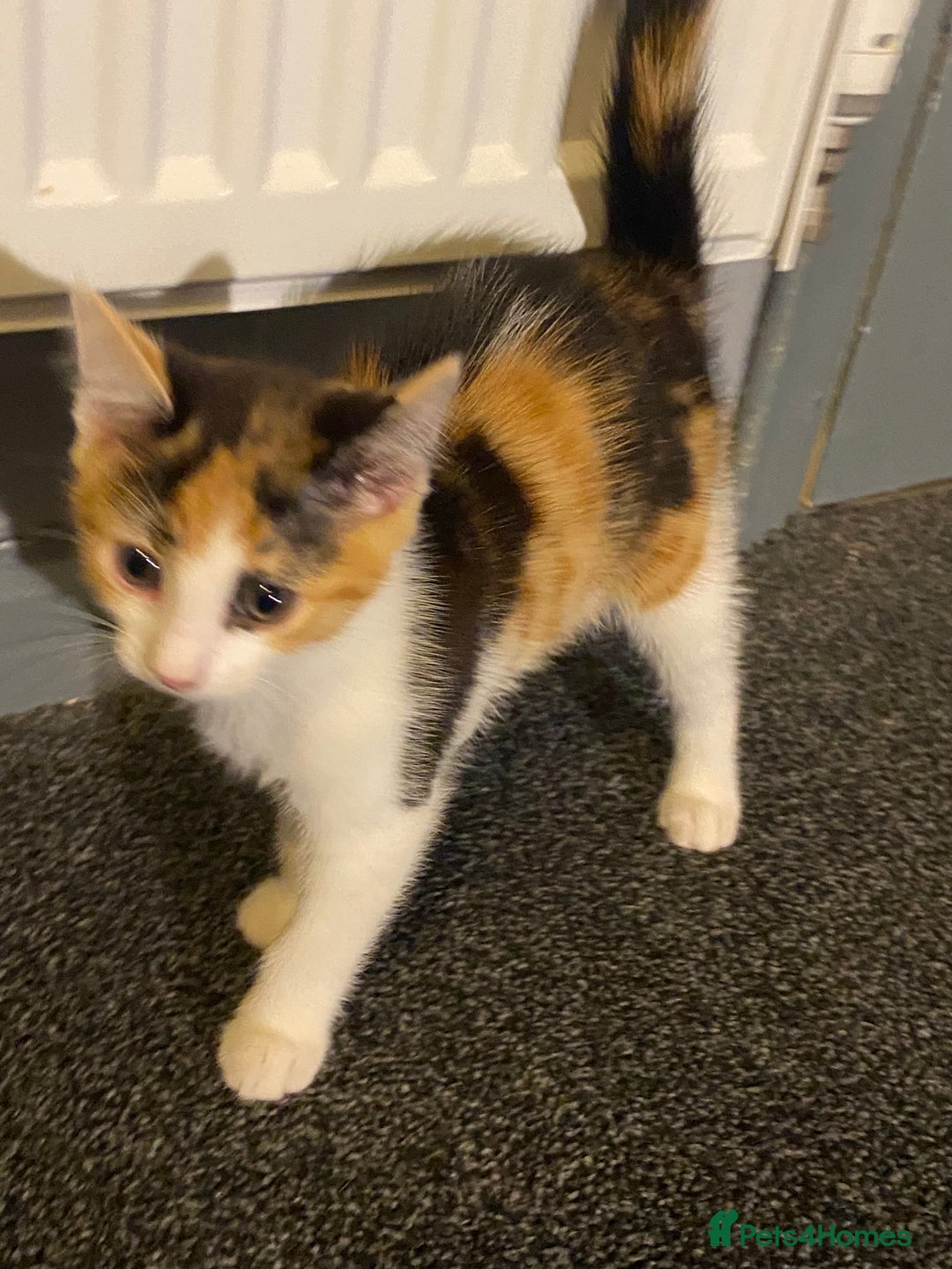 Mixed Breed cats for sale: 10 weeks old kittens ready to leave  - Image 21