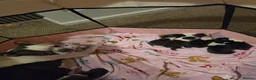 Boston Terrier dogs for sale: Lovely litter of boston terriers  - Advert 9