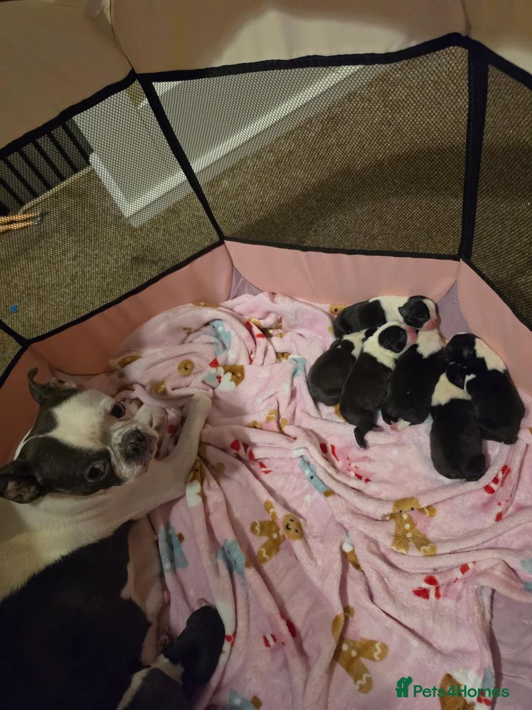 Boston Terrier dogs for sale: Lovely litter of boston terriers  - Advert 9