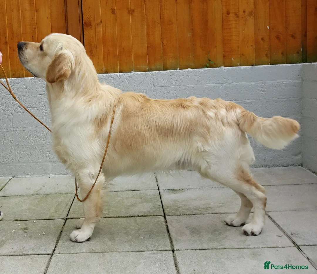 Golden Retriever dogs for stud: Cesarka Golden Retrievers in Conwy - Advert 12