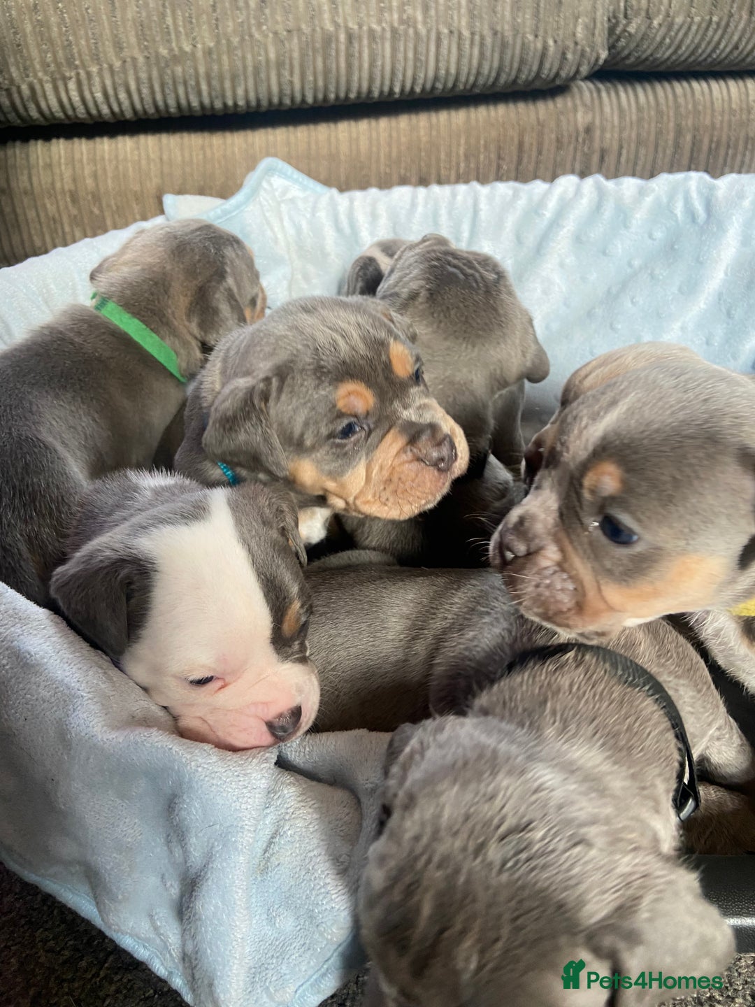 Dorset Olde Tyme Bulldogge dogs for sale: N.E.B.B.R fluffy carriers olde tyme bulldogs - Image 7