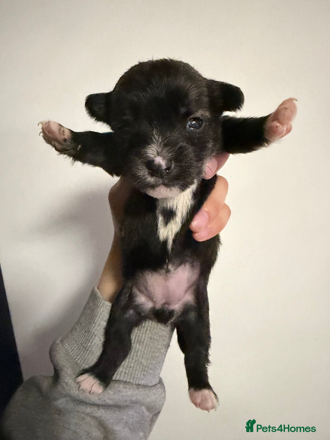 Mixed Breed dogs for sale: West highland terrier cross danishSwedish farm dog - Advert 6