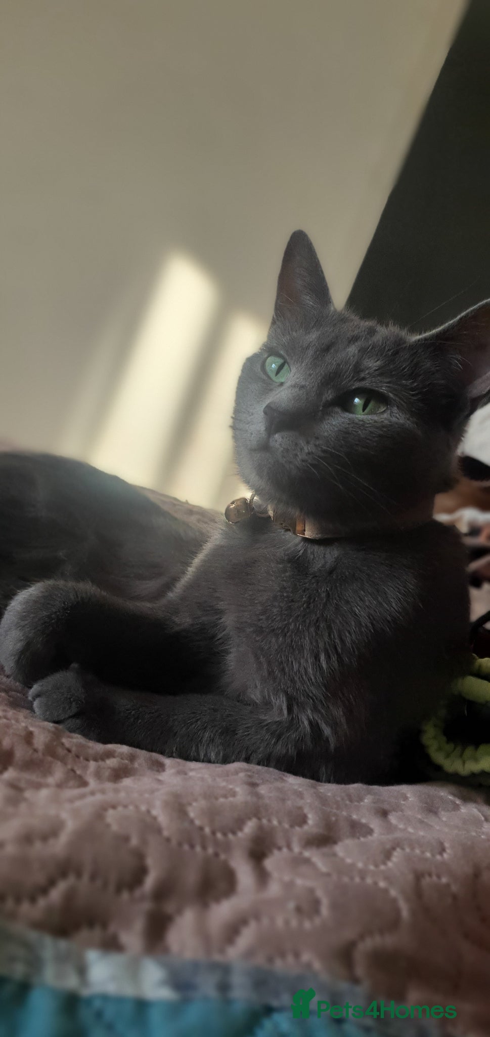 Russian Blue cats 🐾 Beautiful Russian Blue Kittens for Sale 🐾 - Advert 2