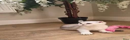 Scottish Fold cats for sale: STUNNING PEDIGREE LITTLE GIRL REMAINING - Advert 3