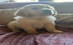 Golden Retriever dogs for sale: Golden Retriever huge big boned male puppy - Advert 12