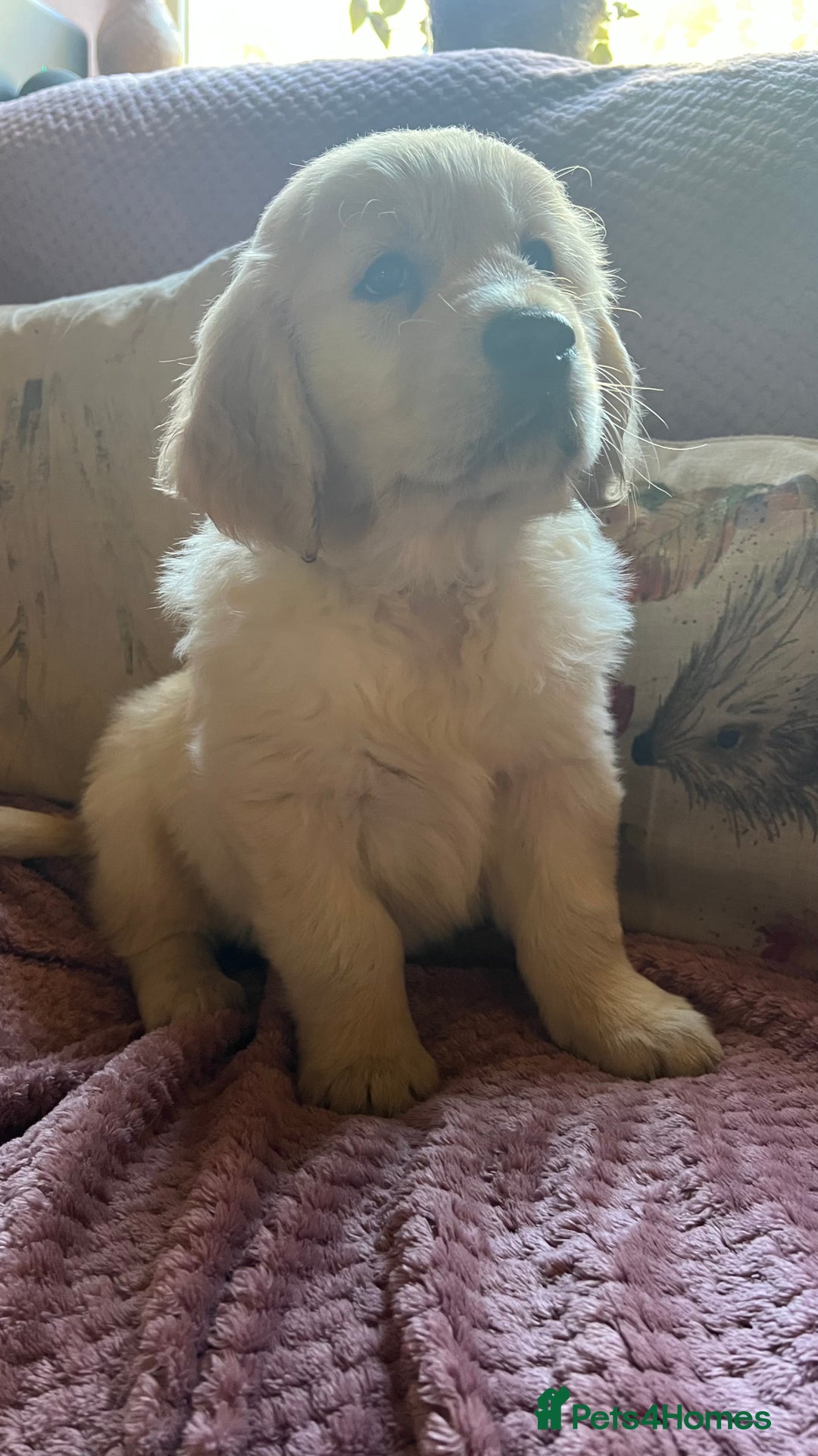 Golden Retriever dogs for sale: Golden Retriever huge big boned male puppy - Advert 12