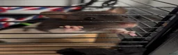 Rat rodents for sale: 2 gorgeous friendly females in Cowdenbeath - Advert 1