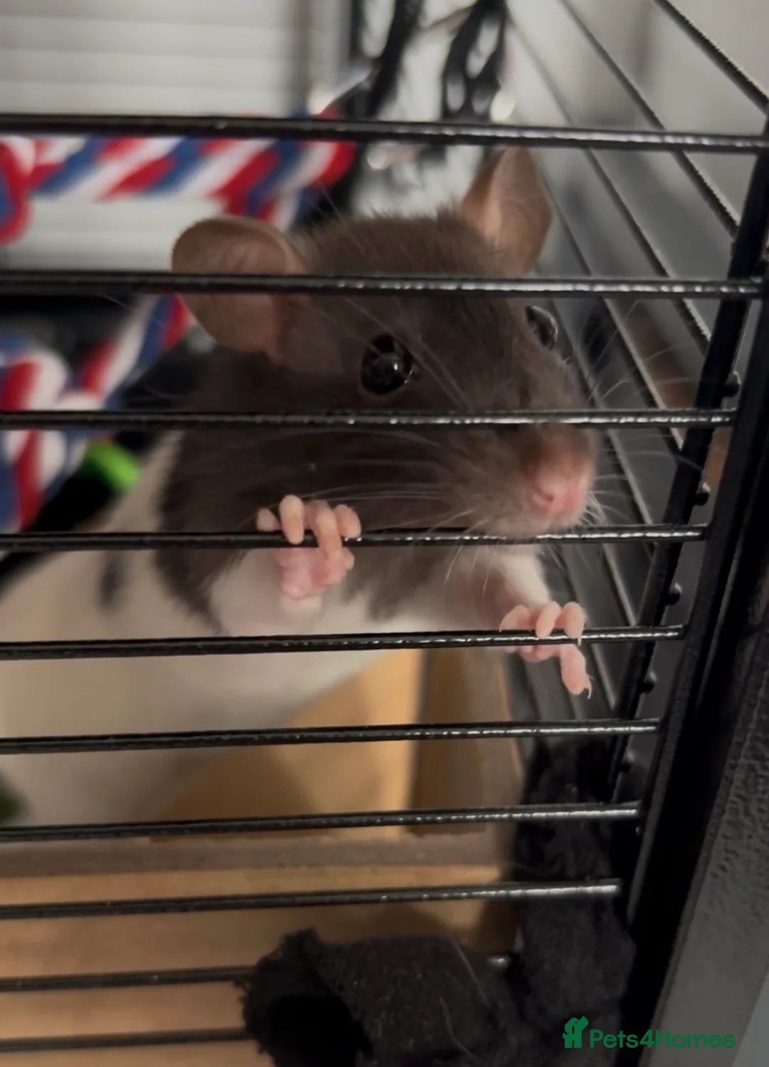 Rat rodents for sale: 2 gorgeous friendly females in Cowdenbeath - Advert 1