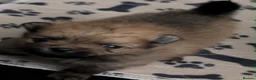 Pomeranian dogs for sale: 2 gorgeous little Pomeranian puppies for sale in Hartlepool - Advert 6
