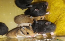 Hamster rodents for sale: Beautiful male and female Syrian hamsters  - Image 4