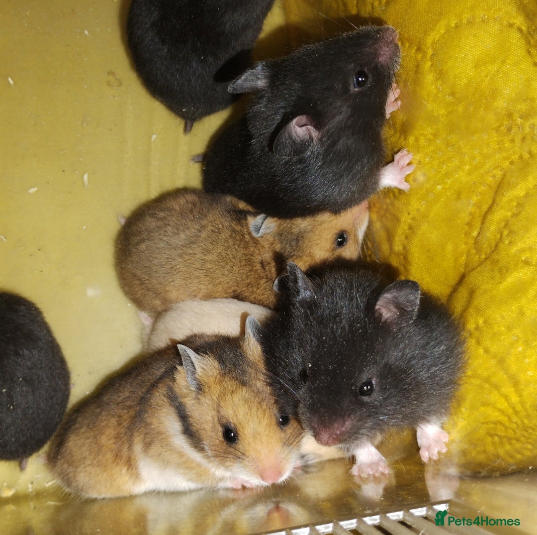 Hamster rodents for sale: Beautiful male and female Syrian hamsters  - Image 4