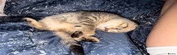 Scottish Fold cats for sale: Beautiful Scottish Fold & Straight Female Kittens - Advert 8