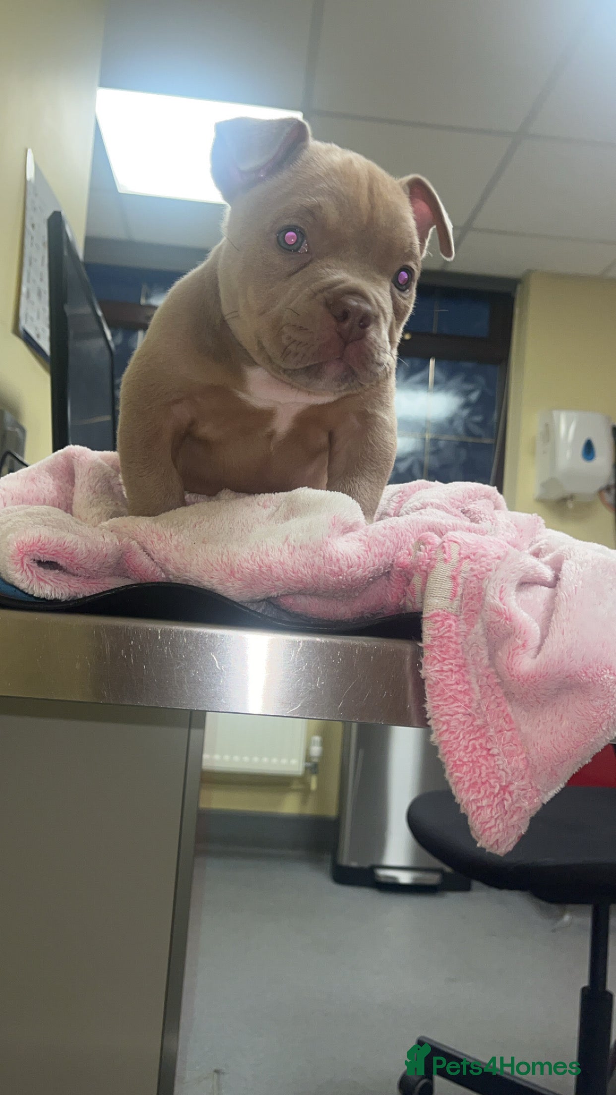 American Bully dogs Nano Bully - Advert 6