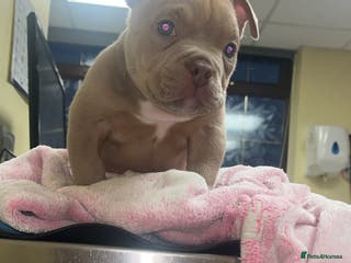 American Bully dogs Nano Bully - Advert 6