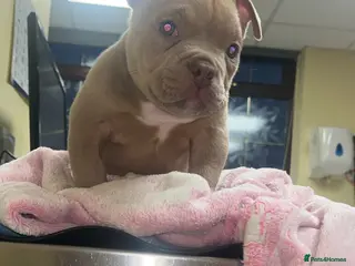 American Bully dogs Nano Bully - Advert 15