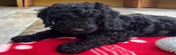 Cockapoo dogs for sale: 🐾REHOMED 🐾 Beautiful Black F1b Cockapoo 🖤 - Advert 2