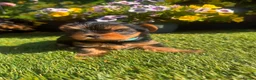 Yorkshire Terrier dogs for sale: READY NOW!!  Yorkshire Terrier Puppies 🐶 💖 - Advert 5