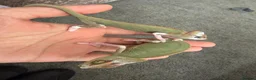 Chameleon reptiles for sale: Pied Chameleon x2 in Oldham - Advert 2