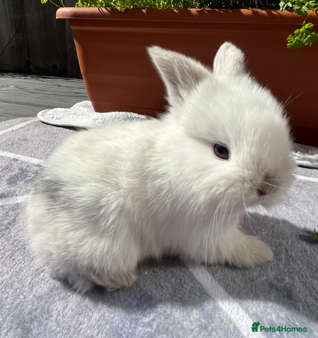 Mini Lop rabbits for sale: Pure bred Mini lops - Advert 14