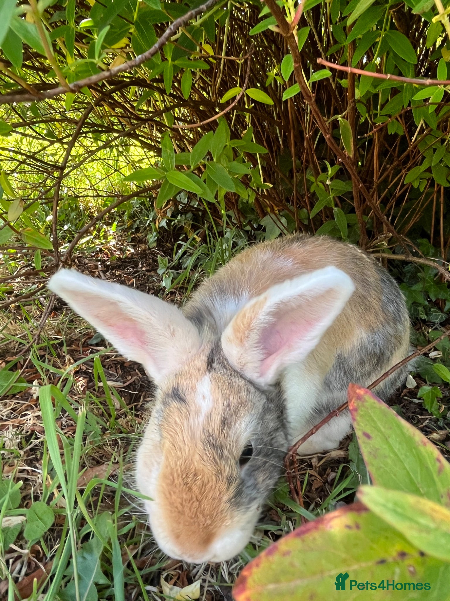 Mini Lop rabbits for sale: Gorgeous (7 Month Old) Mini Lop Mix Buck  - Advert 5