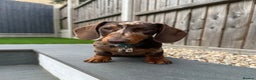 Miniature Dachshund dogs for sale: Otto  - Advert 24
