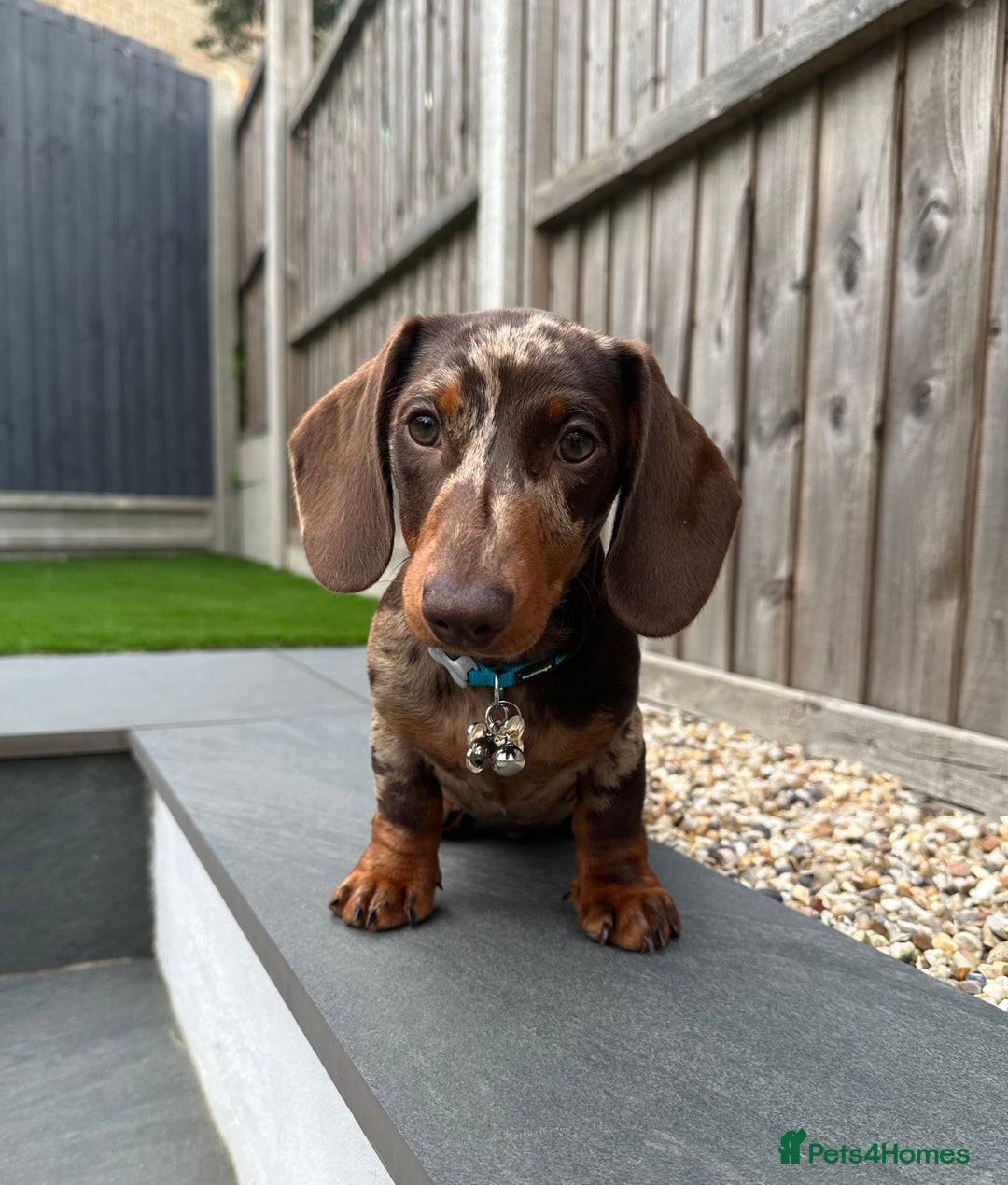 Miniature Dachshund dogs for sale: Otto  - Advert 24