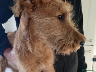Irish Terrier dogs Special loving home required - Advert 1