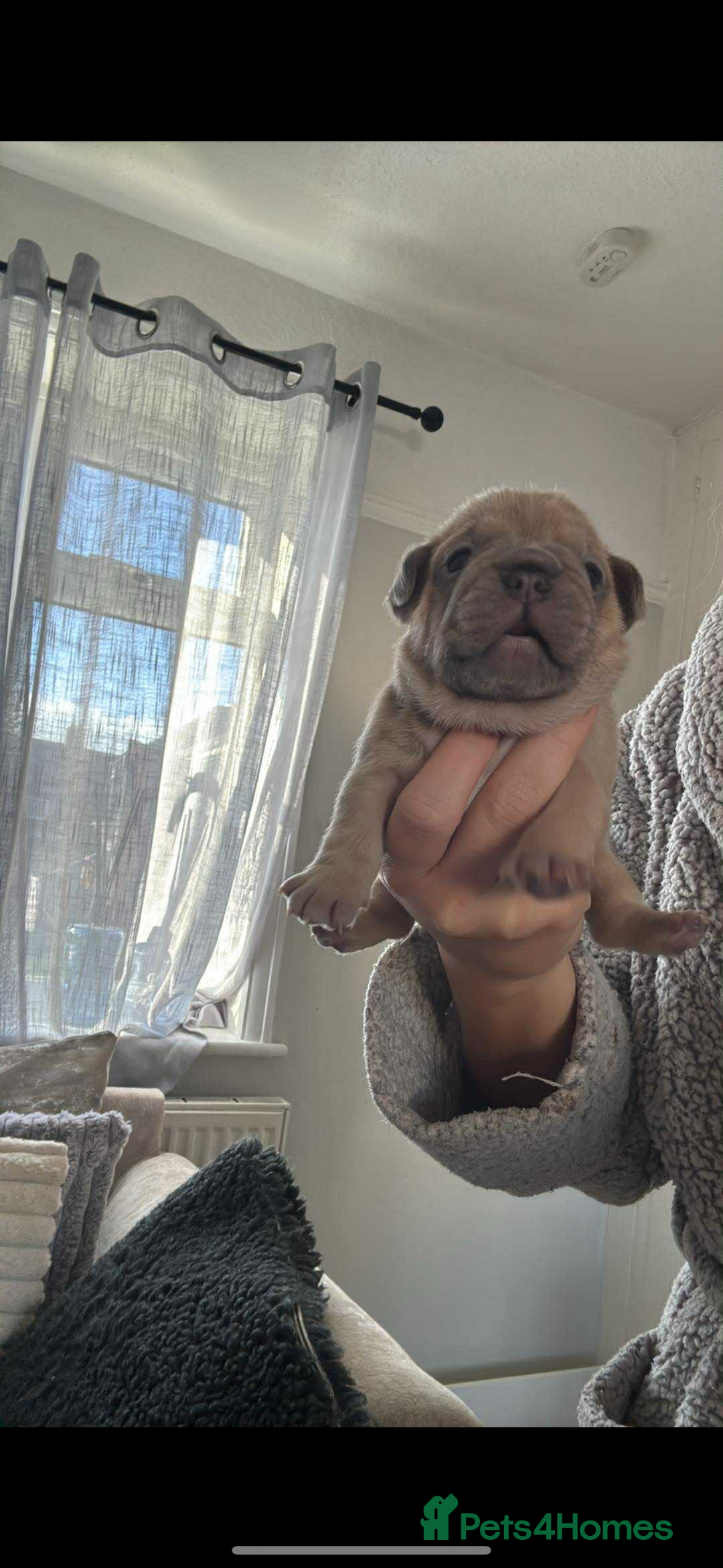 French Bulldog dogs for sale: 🐾✨ Adorable Frenchies ready now ✨ 🐾 DWKC  - Advert 13