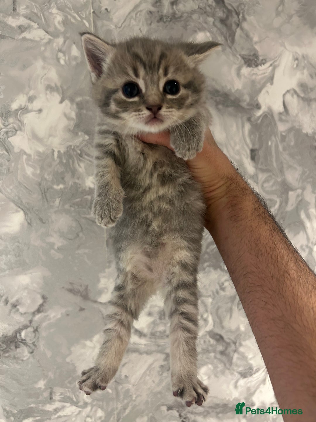 British Shorthair cats for sale: British Short Hair Kittens - Advert 1