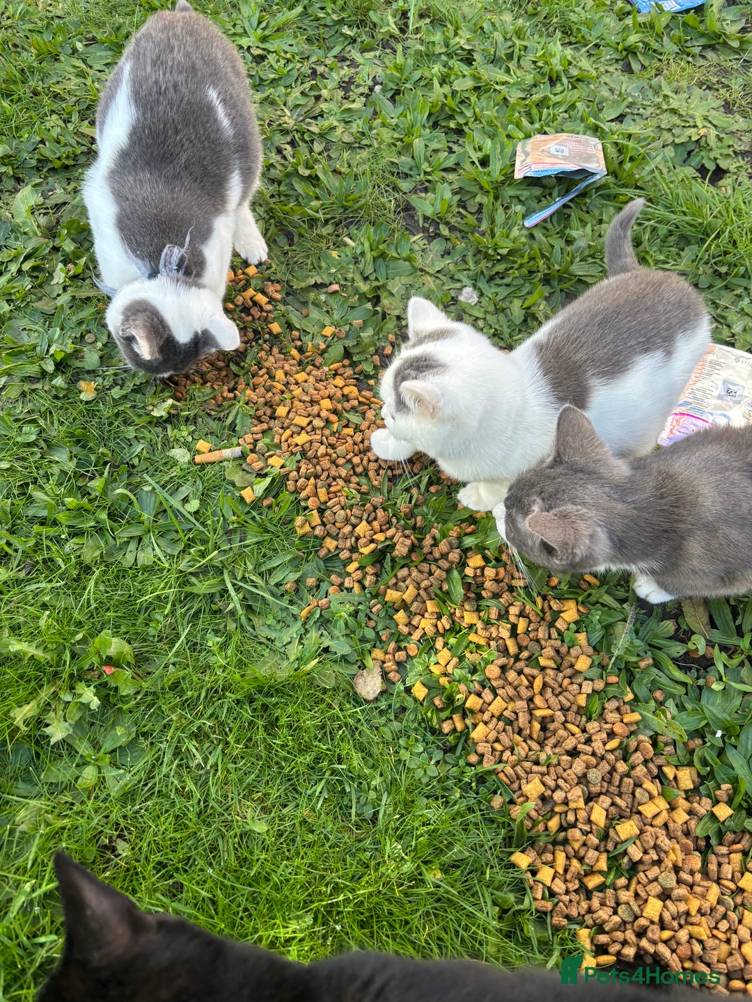 British Shorthair cats for sale: British shorthair  - Image 2