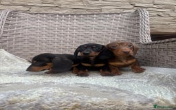 Miniature Dachshund dogs for sale: Miniature dachshunds (council licensed breeder) - Image 14