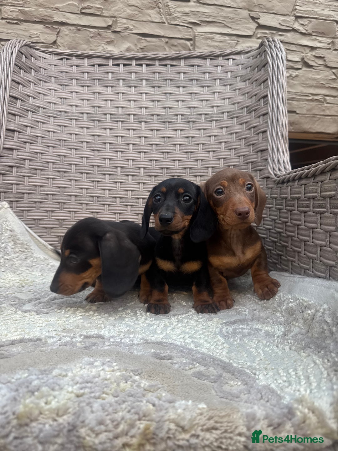 Miniature Dachshund dogs for sale: Miniature dachshunds (council licensed breeder) - Image 14
