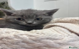 British Shorthair cats for sale: ✨ TWO KITTENS REMAINING.. BRITISH SHORTHAIR ✨ - Image 3